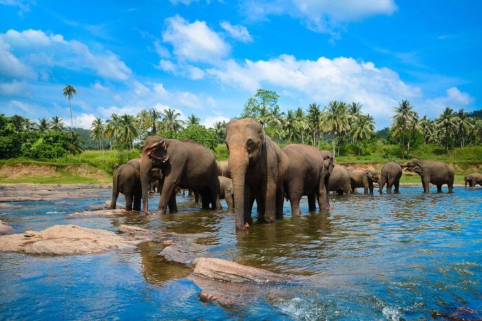 5 days 4 nights tour in Sri Lanka